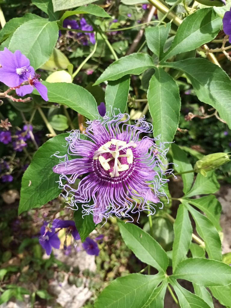 Giardini La Mortella, Ischia